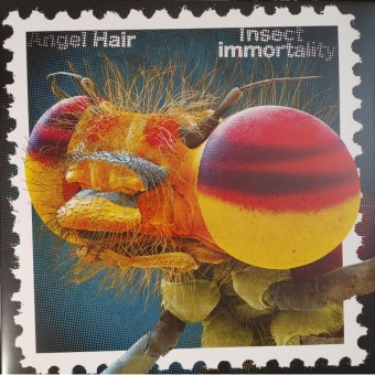 Angel Hair - Insect Immortality - LP COLORED